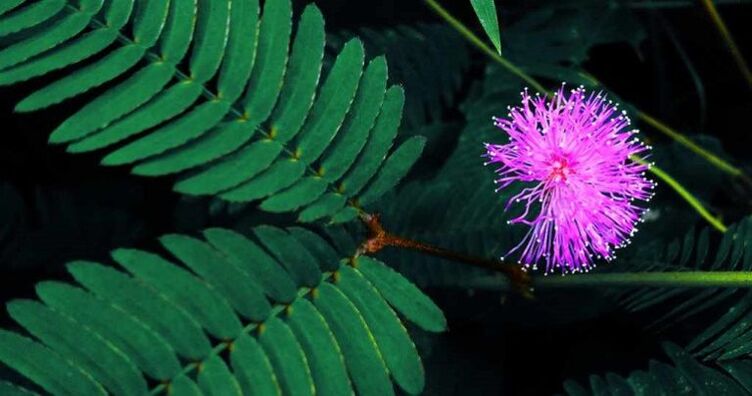 Mimosa pudica seeds help to eliminate parasites from the body. 