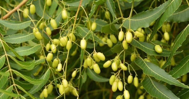 neem removes parasites from the body