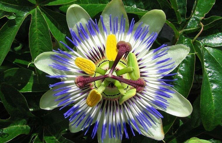 passionflower flower helps fight parasites