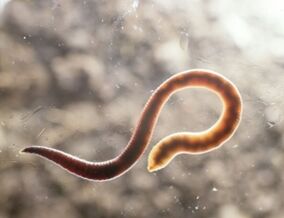 human parasitic worm