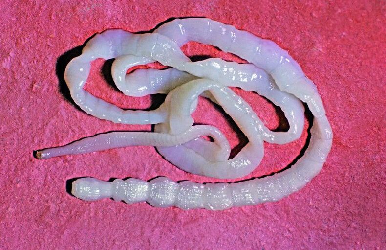 The bovine tapeworm is a common roundworm